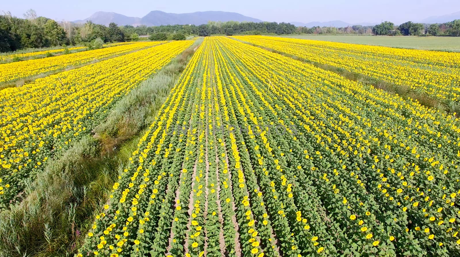 Aerial view of sunflowers field by jovannig