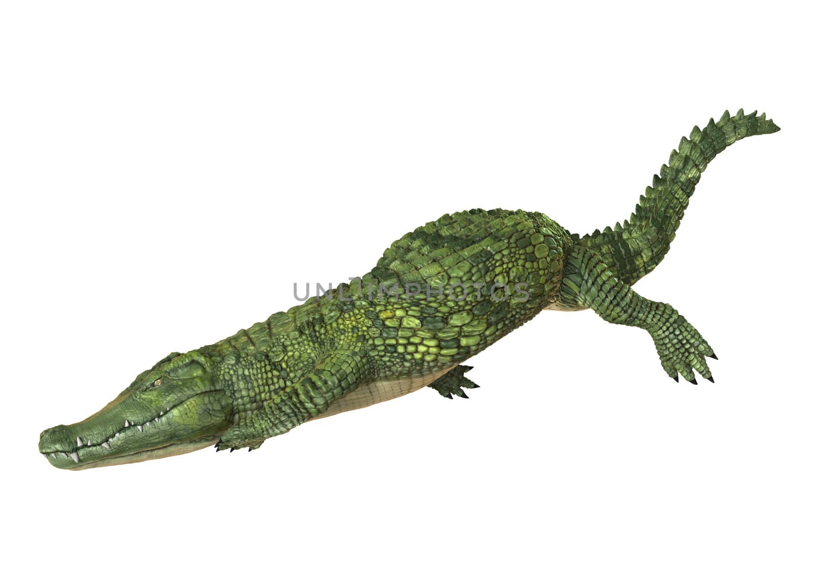 3D digital render of a green crocodile diving isolated on white background