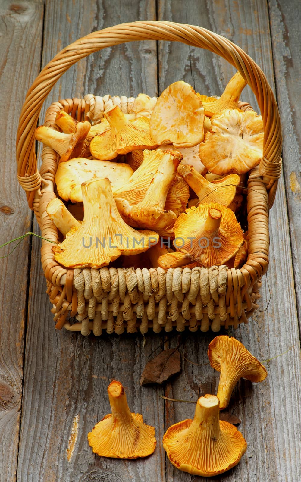 Wicker Basket Full Of Perfect Raw Chanterelles closeup on Rustic Wooden background