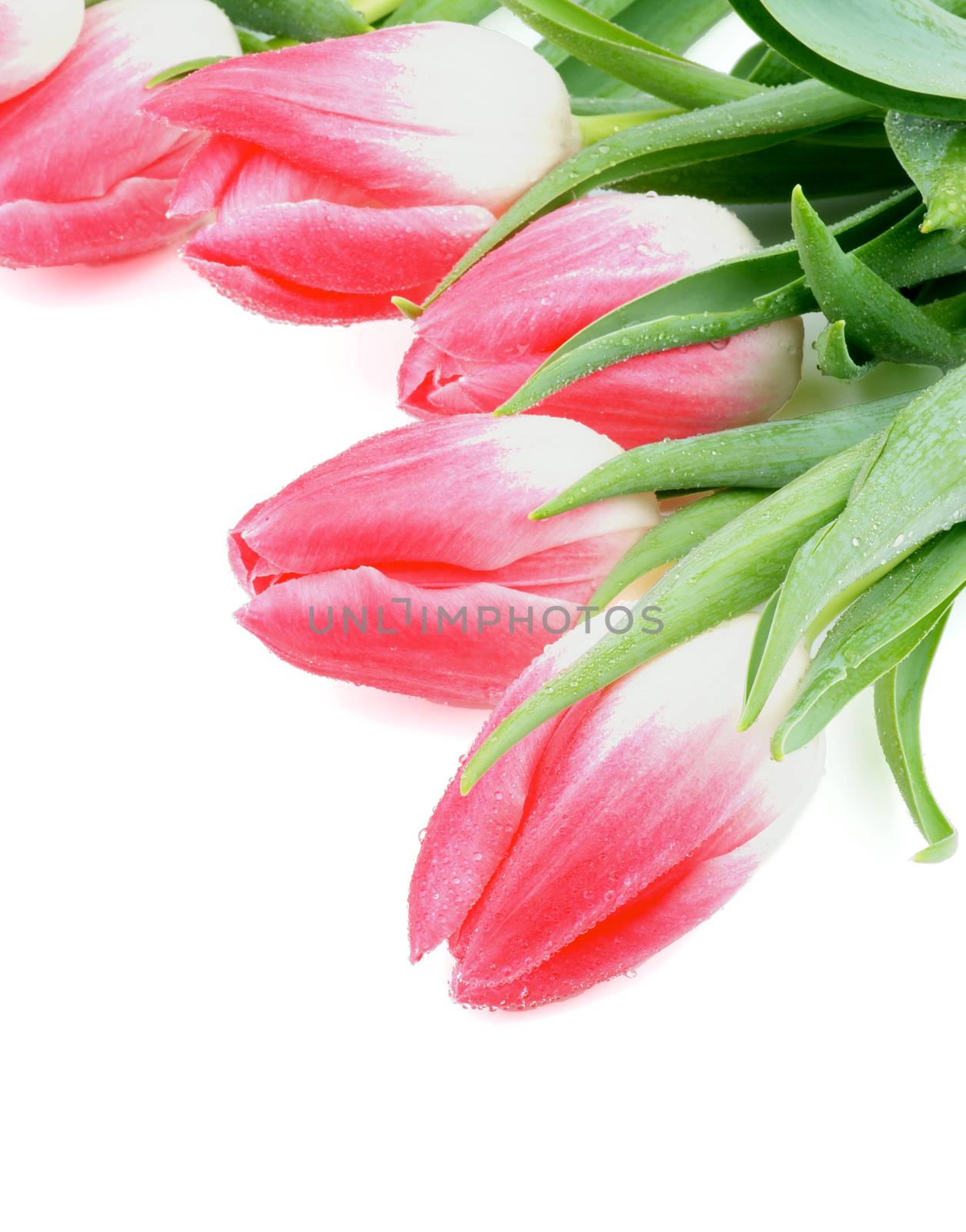 Corner of Five Spring Magenta Tulips with Leafs and Water Drops isolated on white background