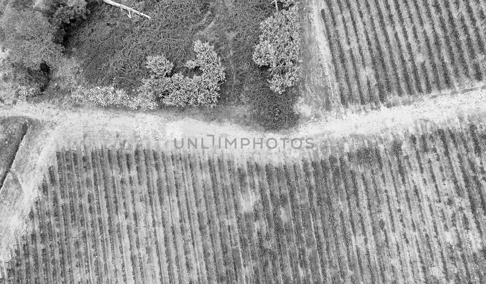 Aerial view of vineyards in the countryside.