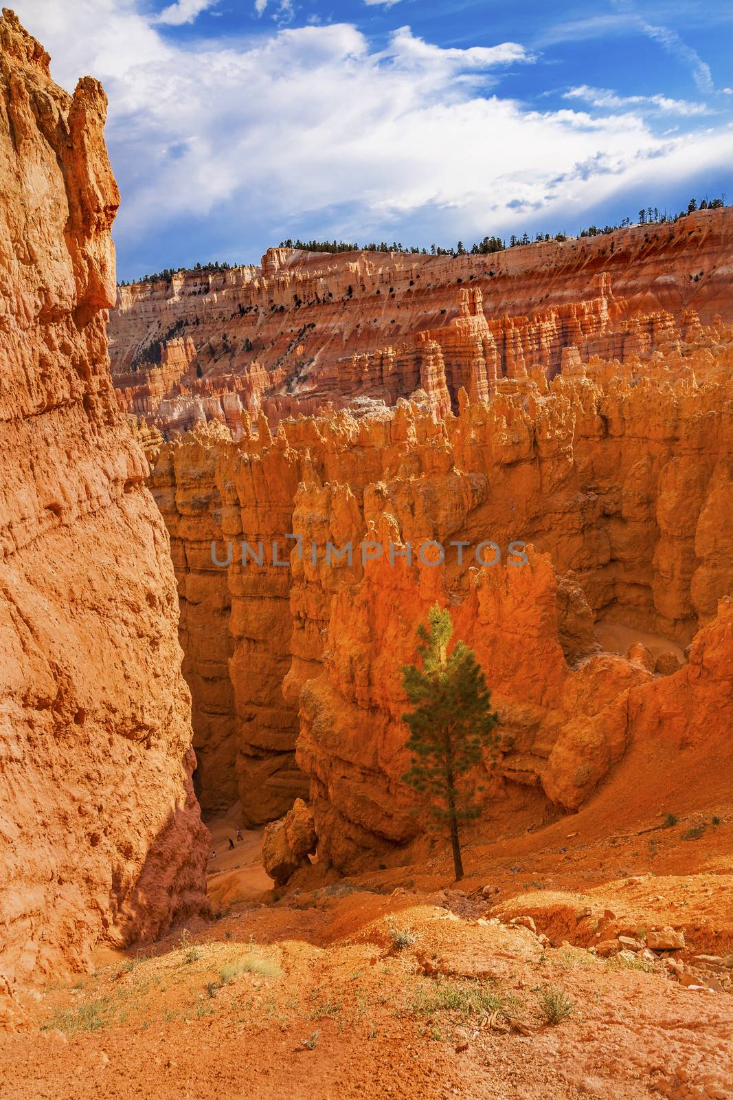 Hoodoos Tree Bryce Point Bryce Canyon National Park Utah 