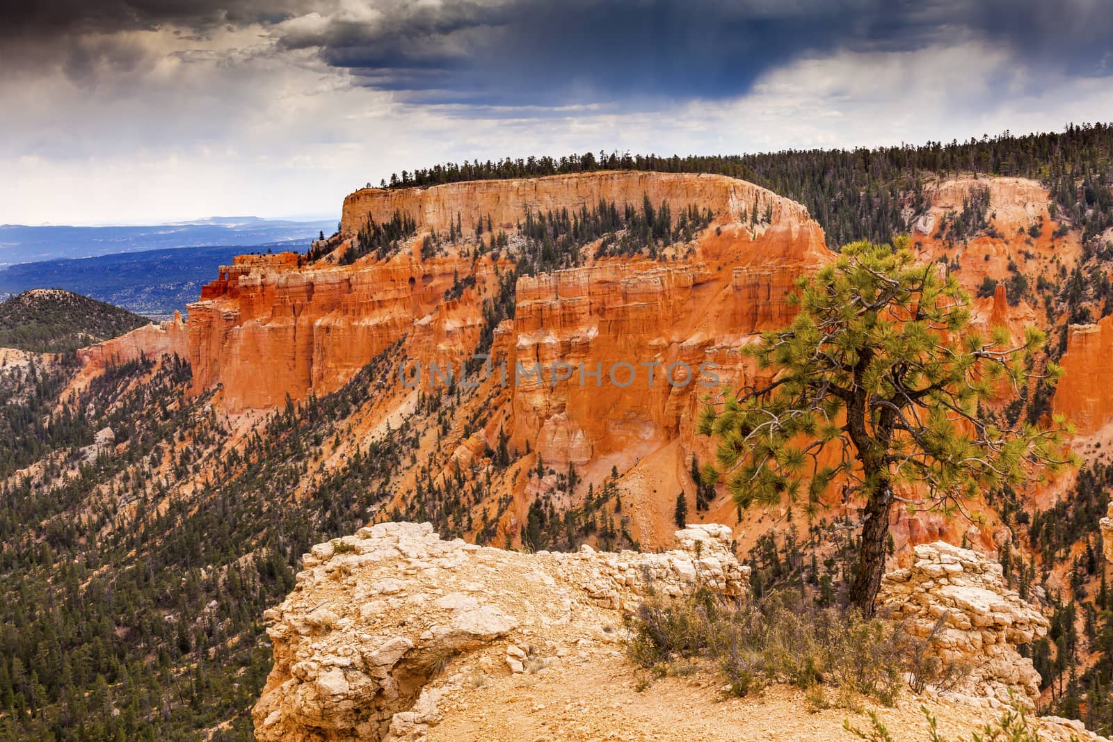  Hoodoos Tree Bryce Point Bryce Canyon National Park Utah  by bill_perry