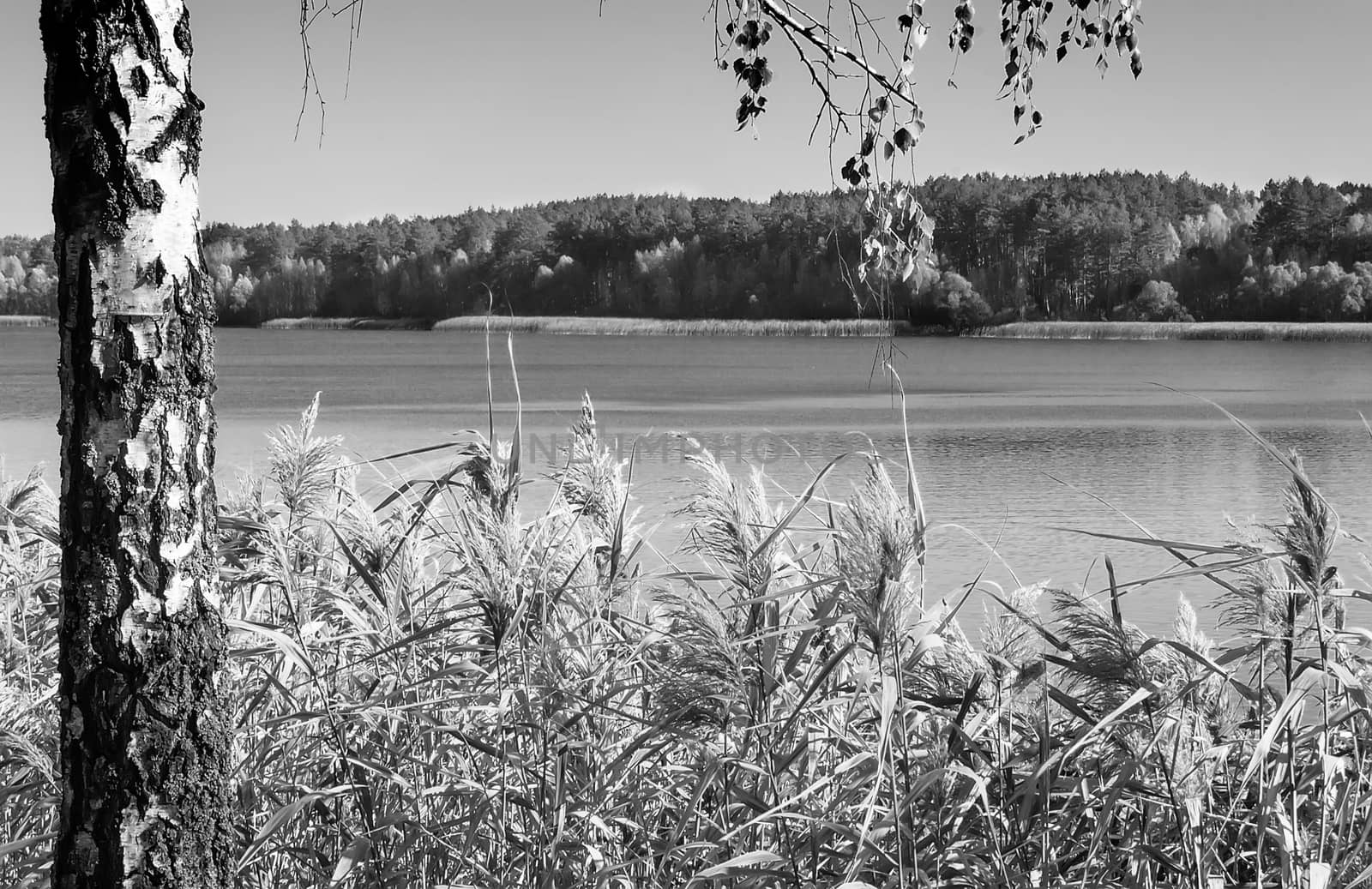 On the shore of a large lake with trees with yellow leaves. The crowns of trees reflected in the water.