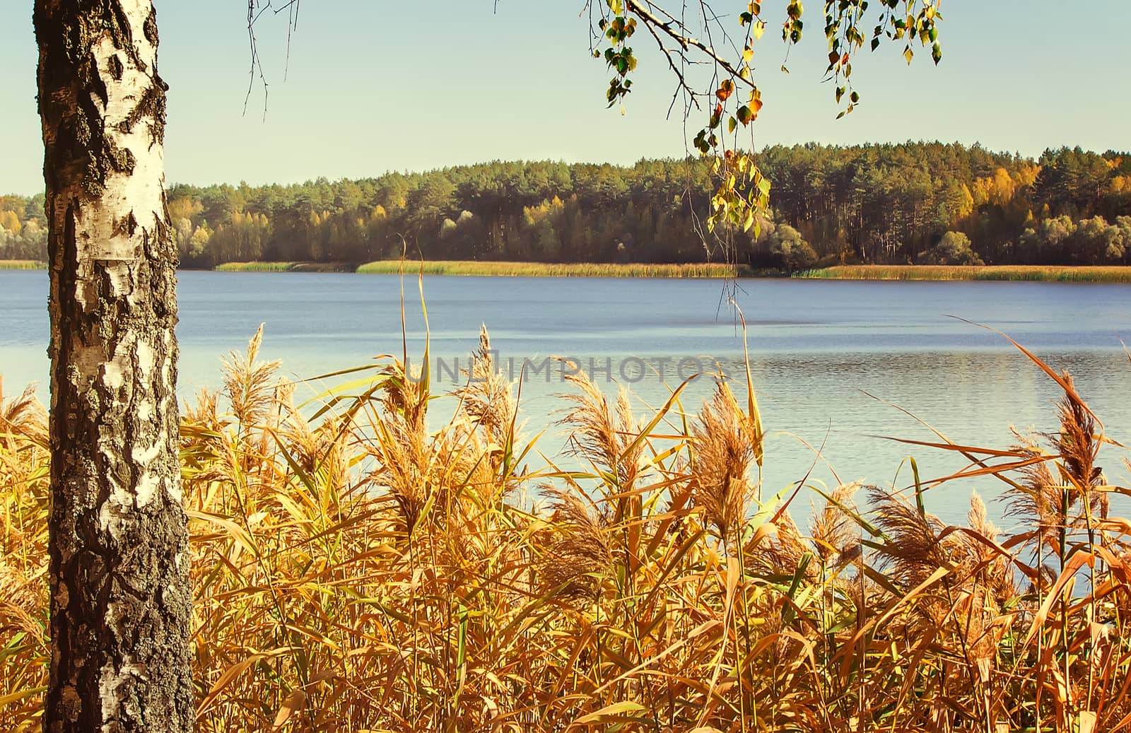 On the shore of a large lake with trees with yellow leaves. The crowns of trees reflected in the water.