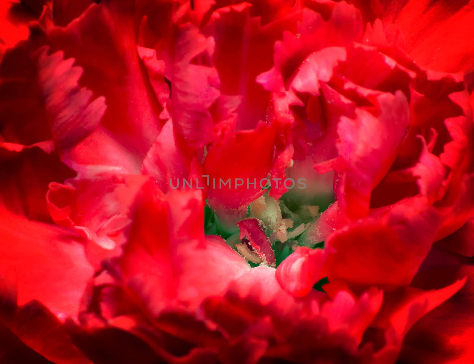 Closeup presents the core of the flower and the petals of beautiful carnations bright red color
