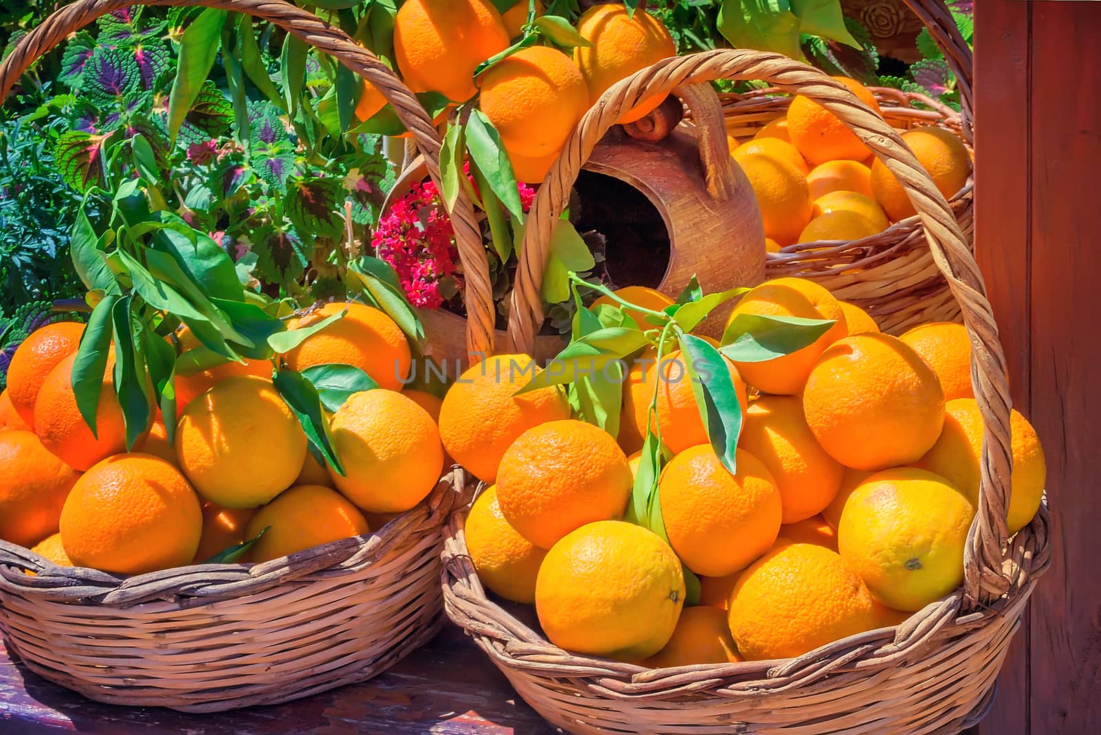 Wicker basket full of large ripe oranges, decorated with green branches and flowers. Presents closeup.