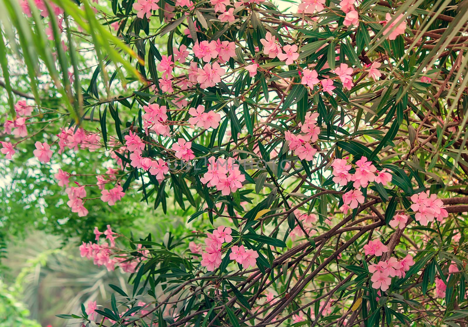 Blooming oleander with a large number of beautiful delicate pink flowers and green leaves lit by the sun.