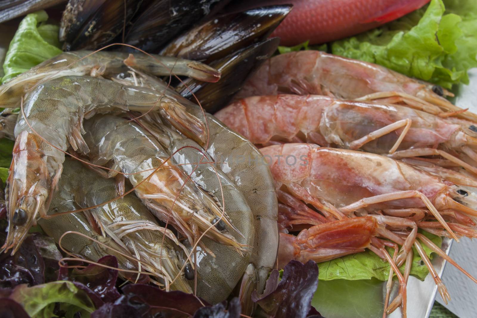 fresh shrimps on platter