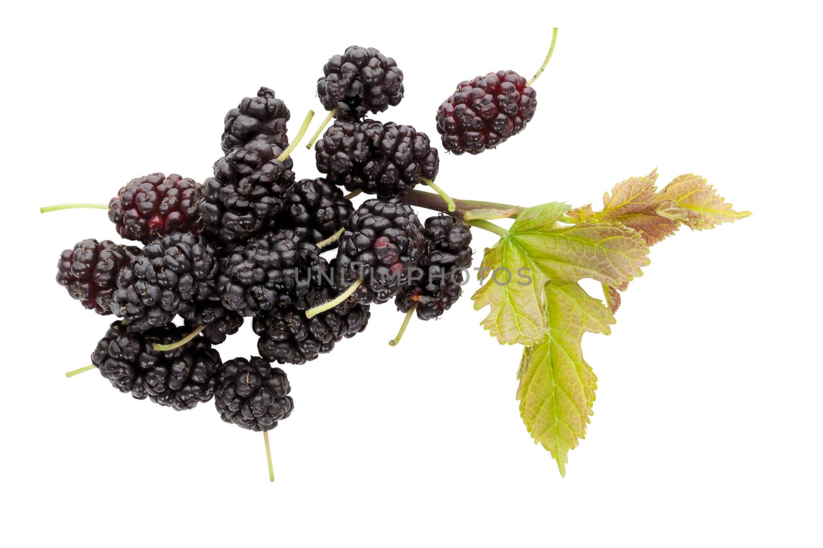 Mulberry fruit with leaves isolated on white background with reflection. Healthy summer fruit eating. Morus fruit.