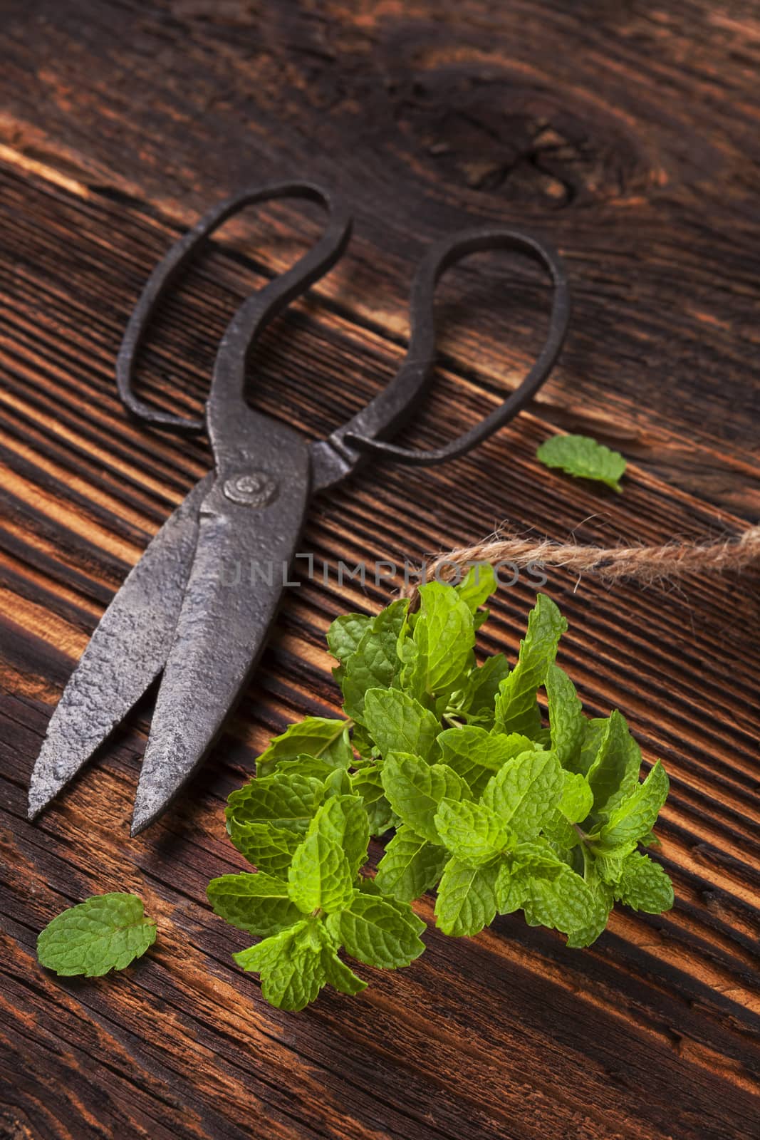 Aromatic culinary herbs, fresh mint herb on wooden rustic background with old vintage scissors.