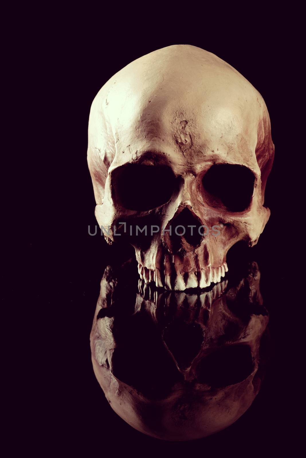 Human skull by stokkete
