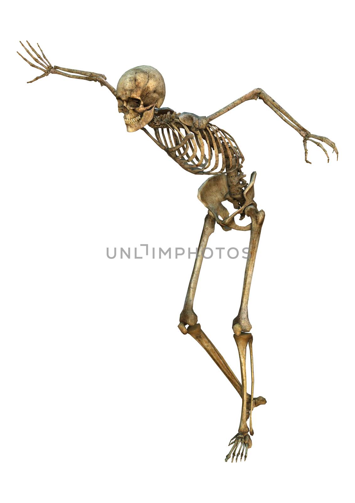 3D digital render of a human skeleton isolated on white background