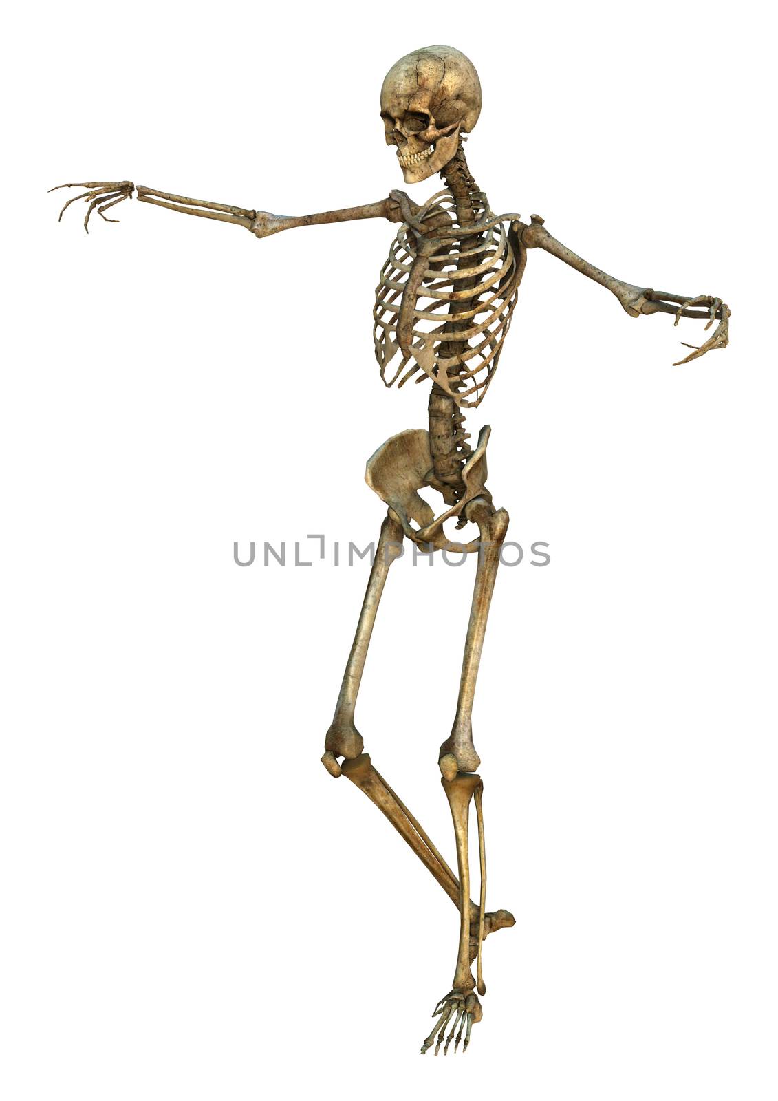 3D digital render of a human skeleton isolated on white background