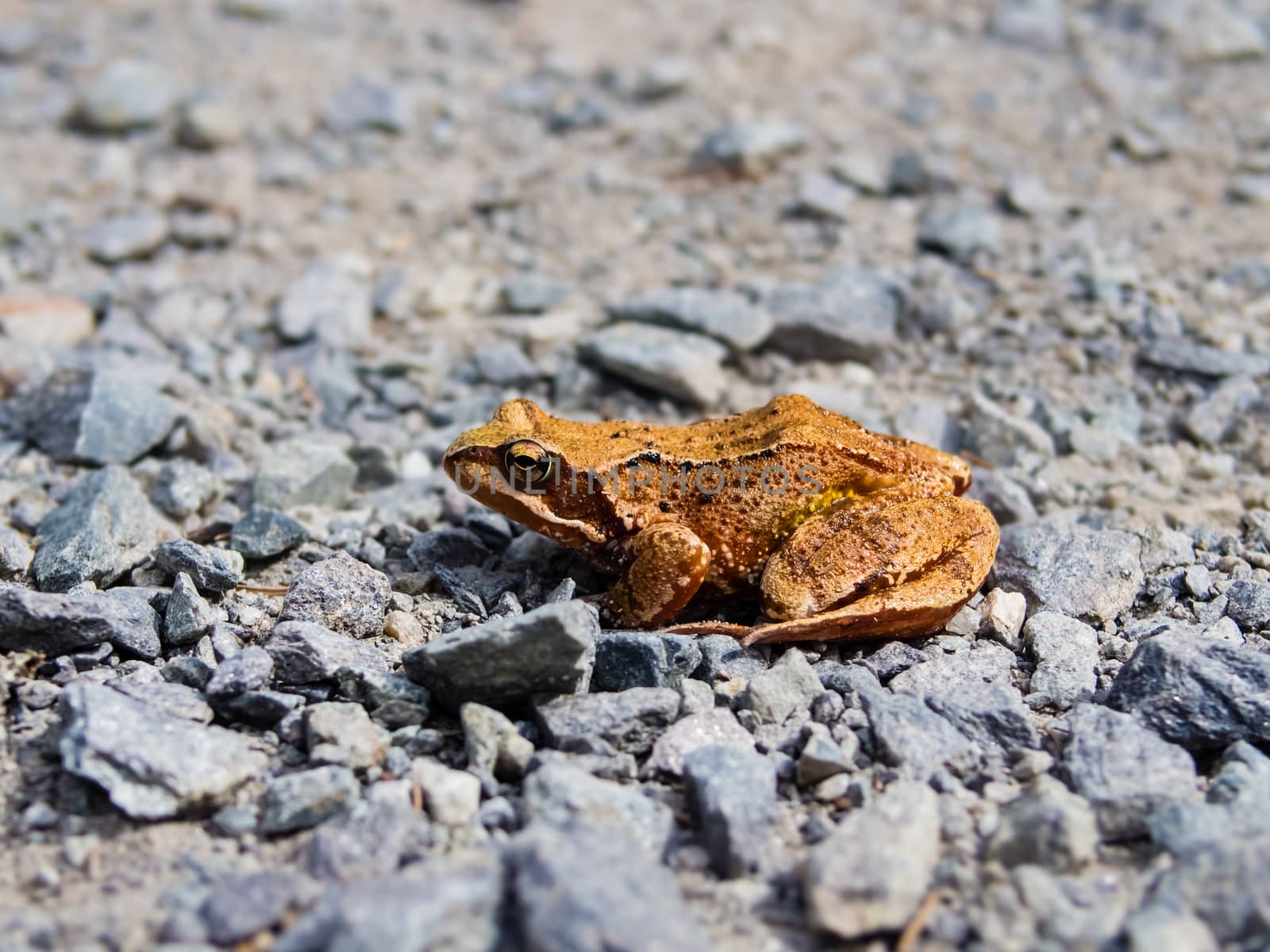 Orange brown common toad, rana temporaria, calmly sitting on the rocky road