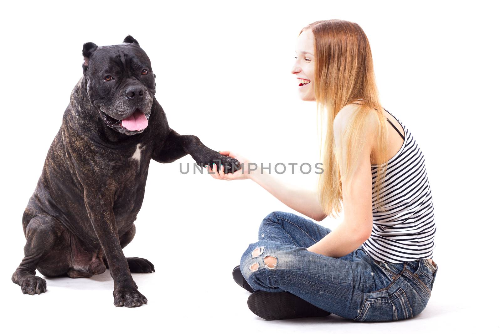 Cane Corso dog executes a command give paw. isolate