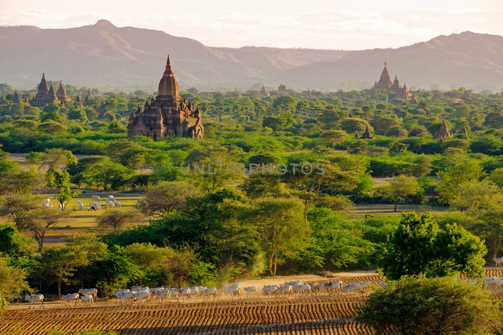 Landscape view of ancient temples with cows and fields, Bagan by martinm303