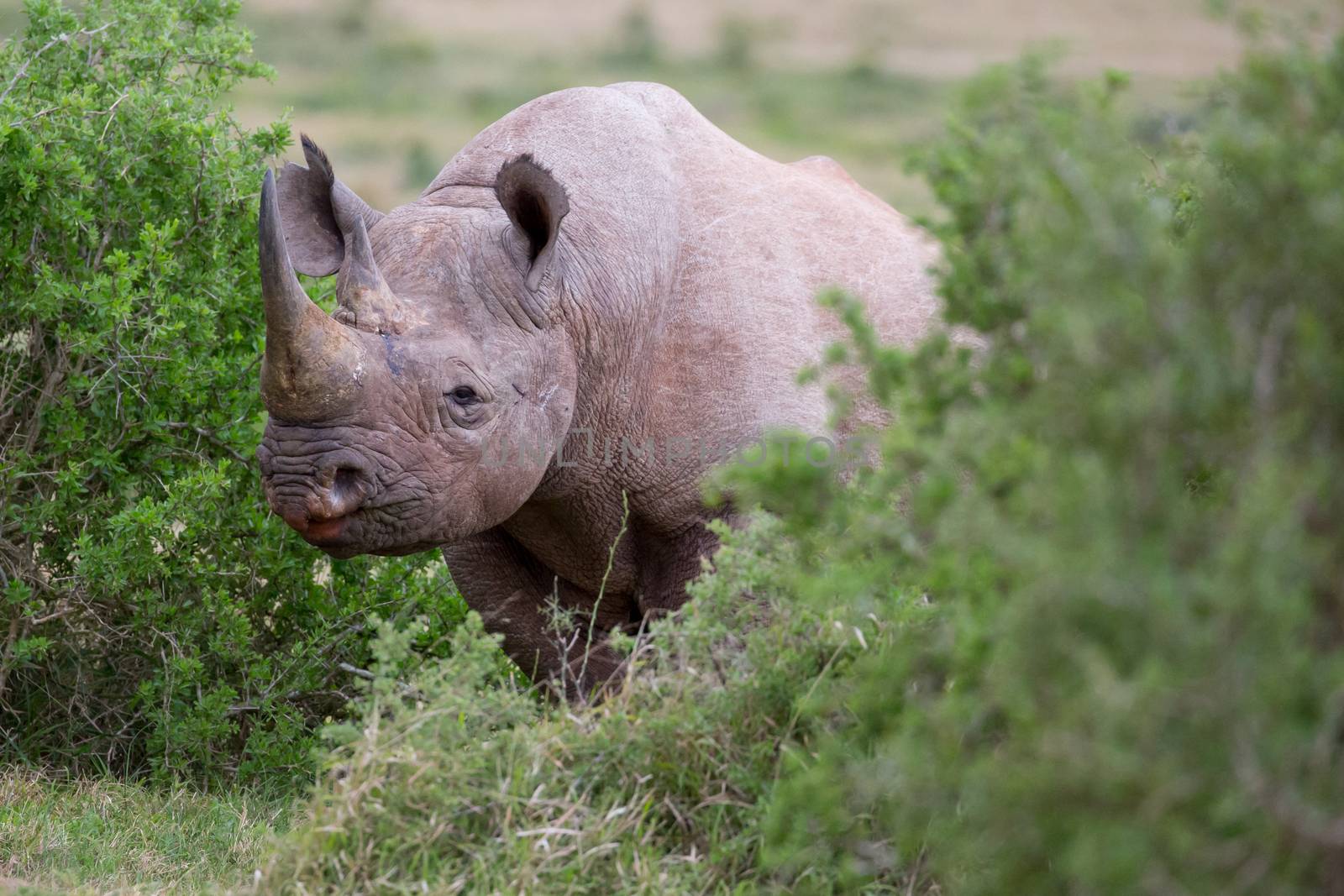 Large male black rhino peering out from between the bushes