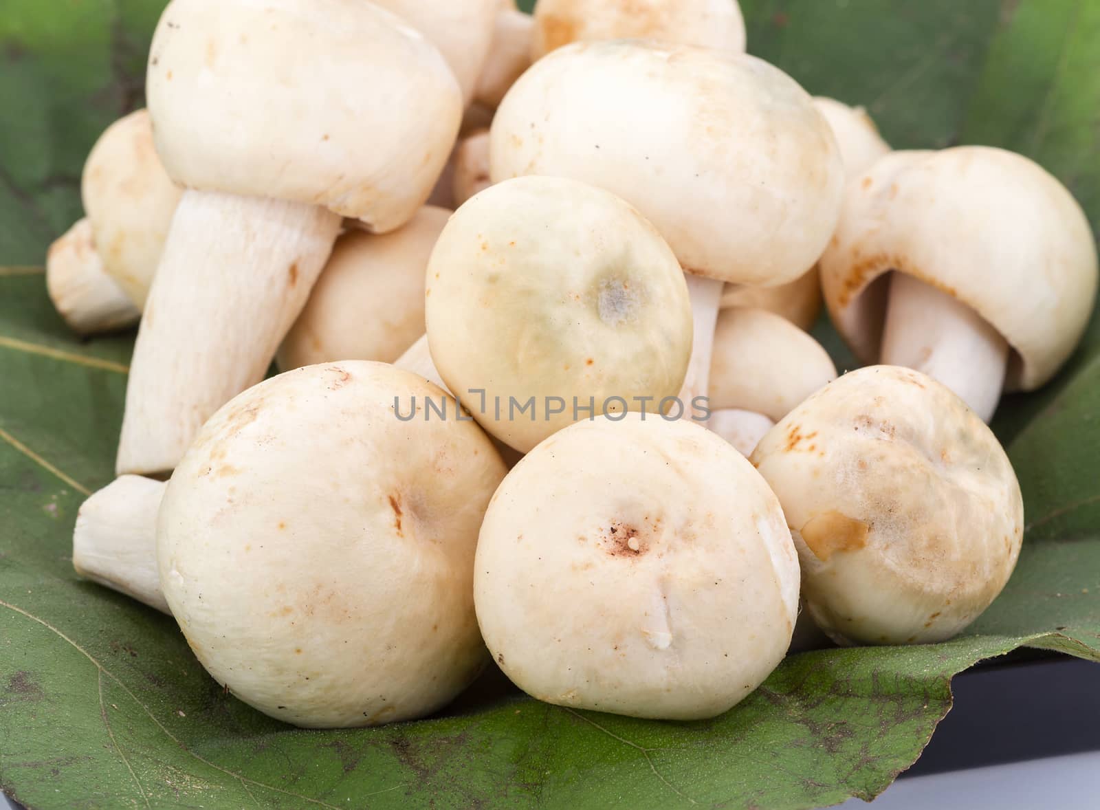 fresh Greenish Mushroom or Green Agaric (Russula virescens Fr.) on green leaf