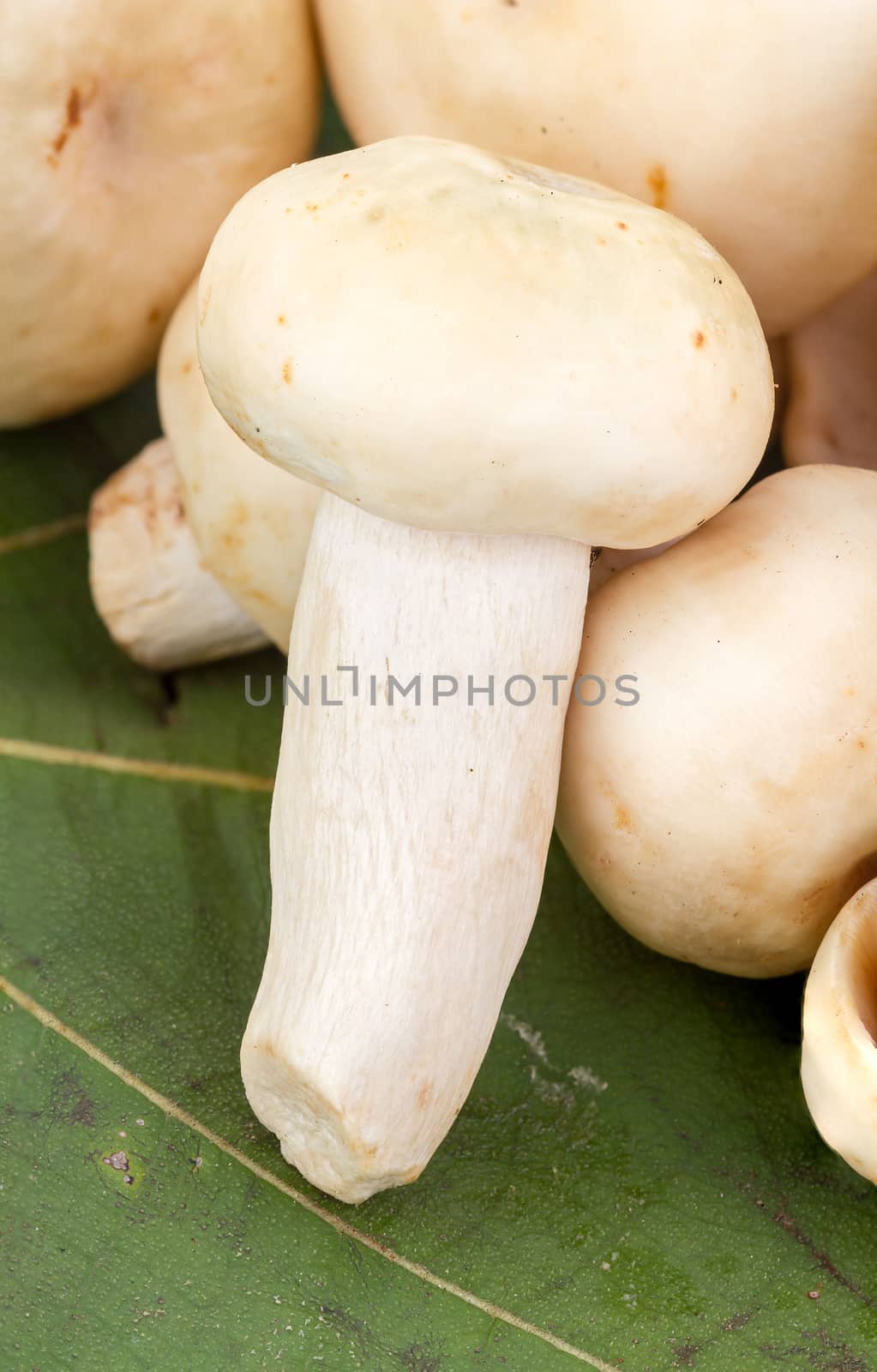 fresh Greenish Mushroom or Green Agaric (Russula virescens Fr.) on green leaf