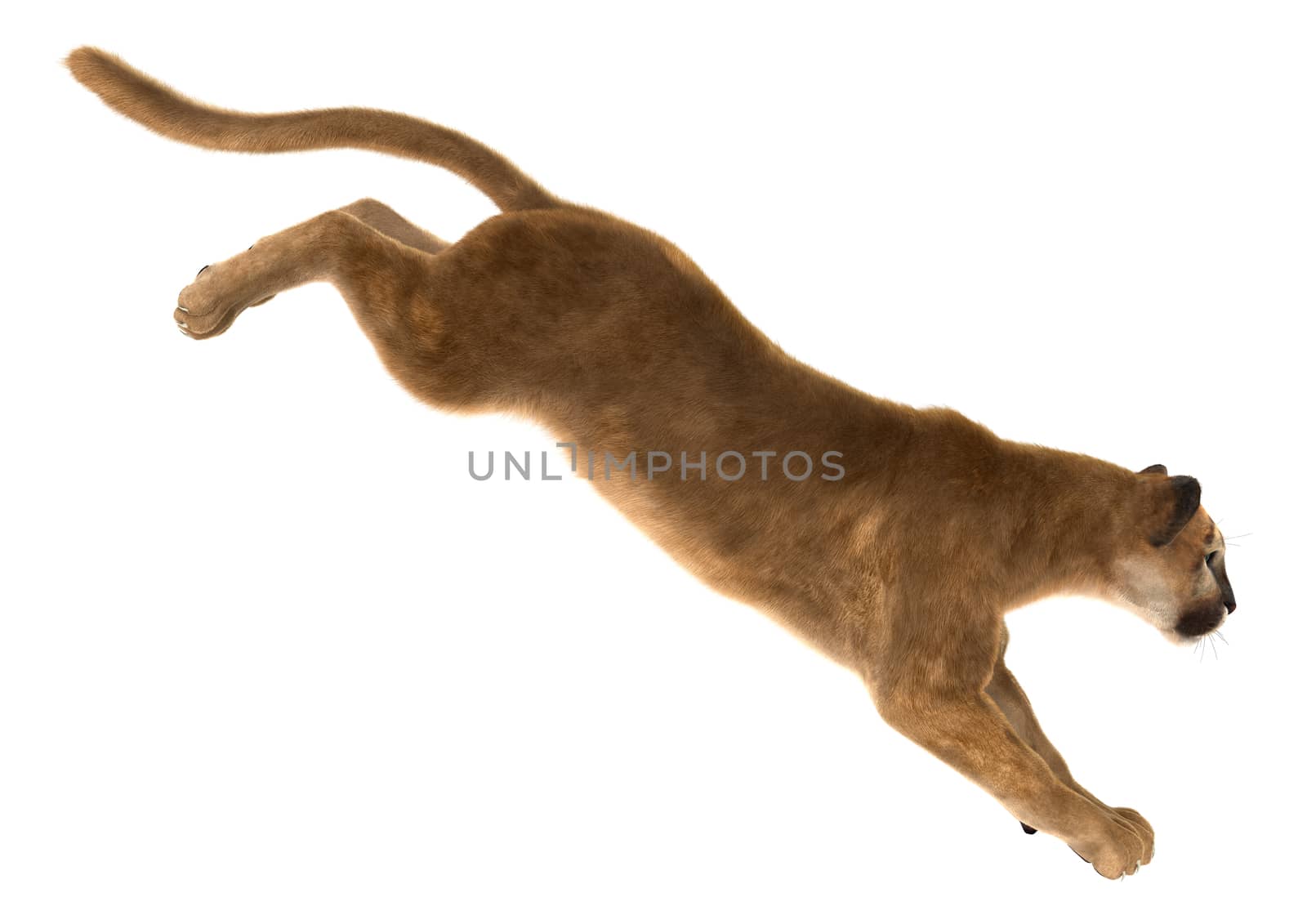 3D digital render of a big cat puma jumping isolated on white background