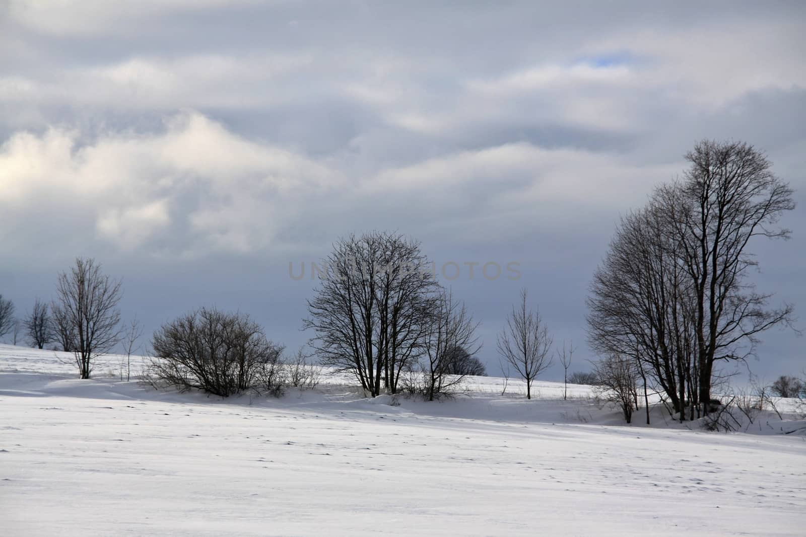 winter landscape and blue sky and some tries