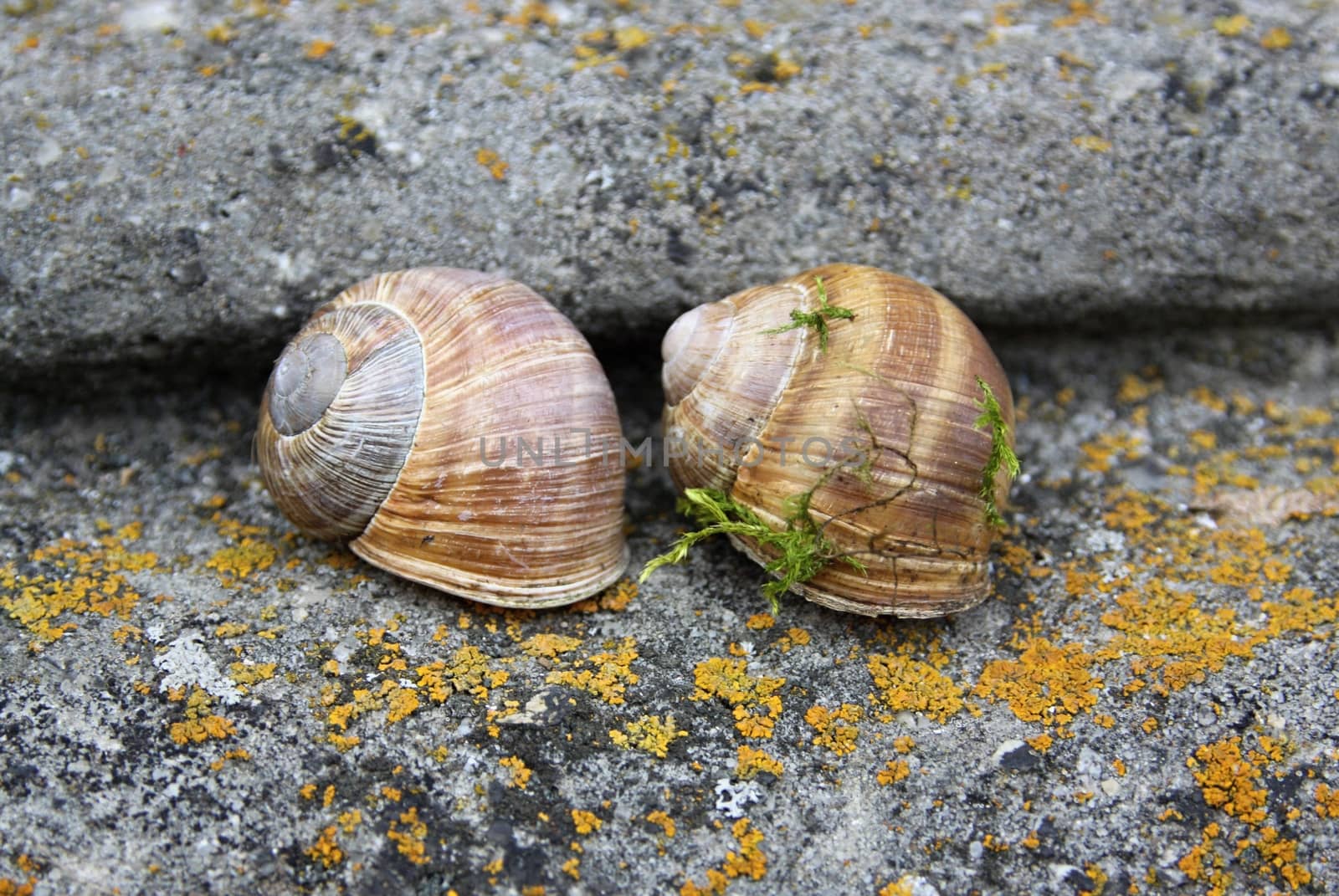 two snails on the stone stairs by jnerad