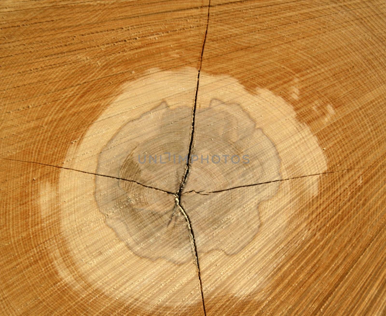 The slice of wood timber,detail,macro by jnerad