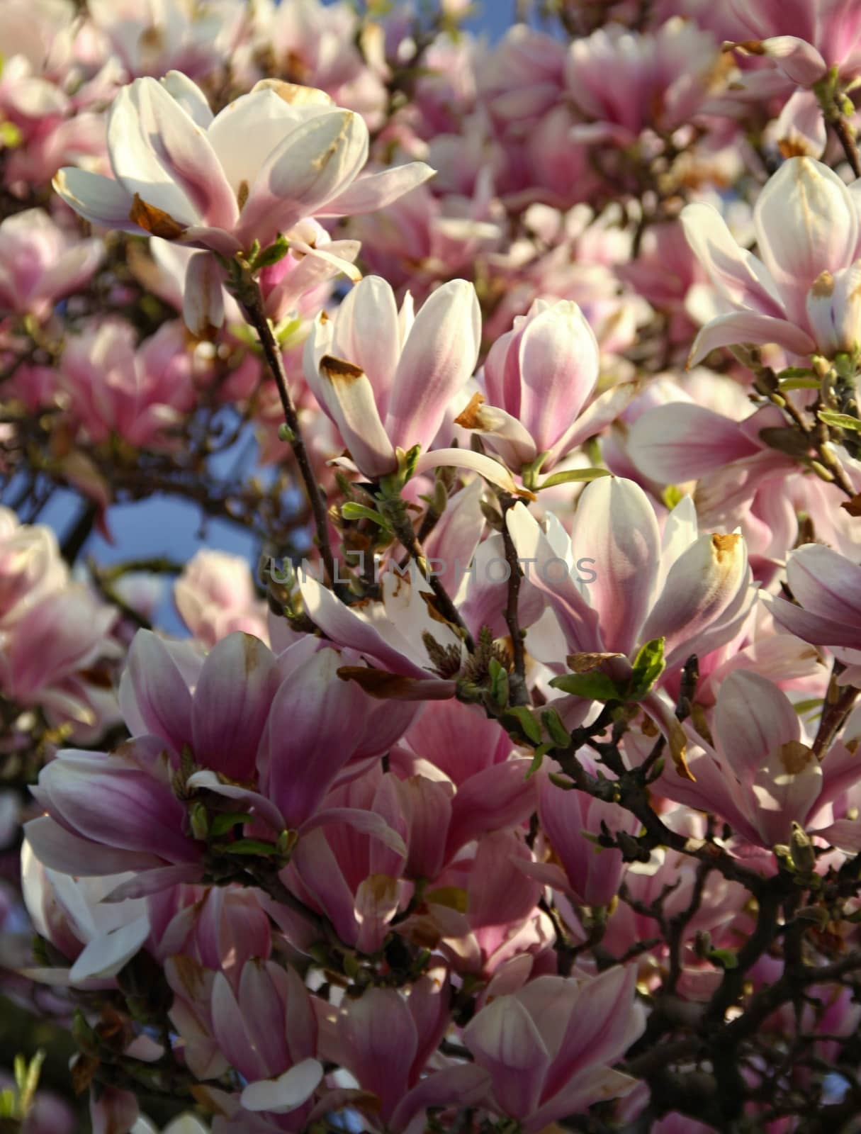 Pink magnolia tree blossom and the blue sky