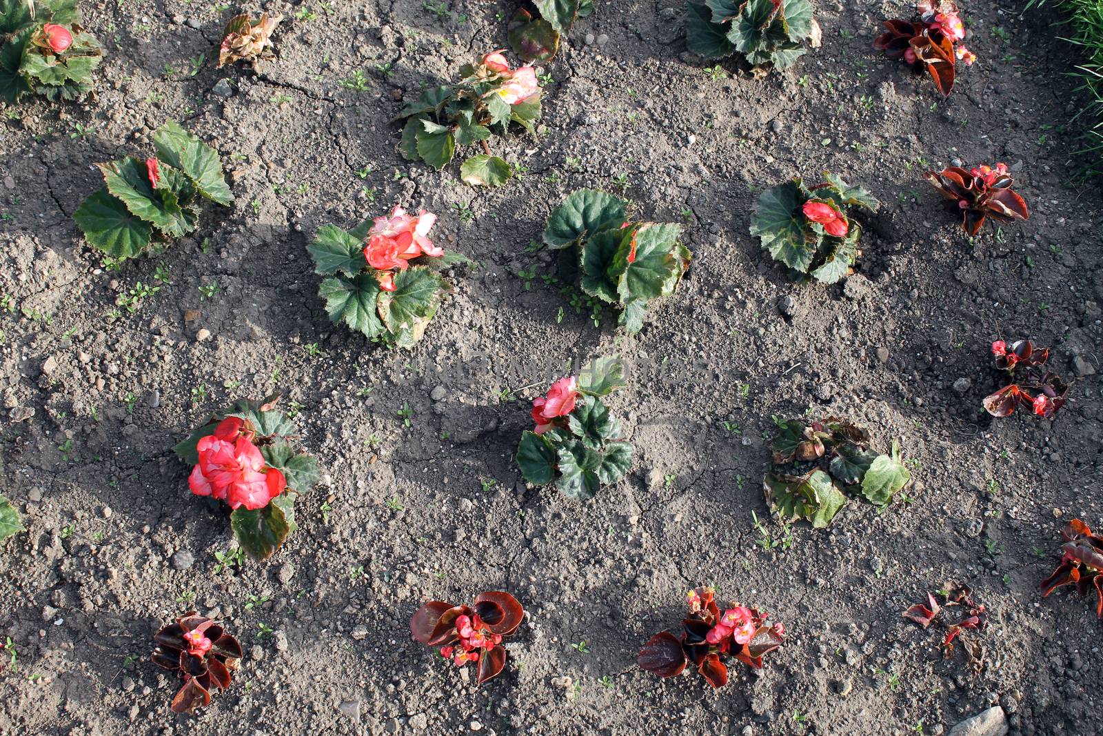 Overhead view of bedding plants and flowers.