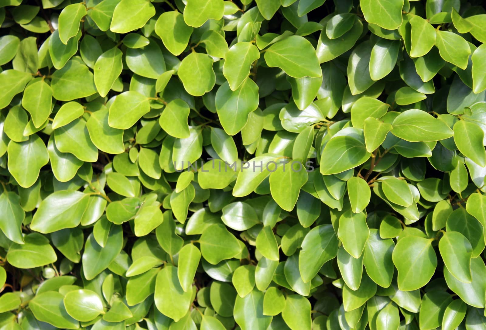 Fresh leafy green background in summer.