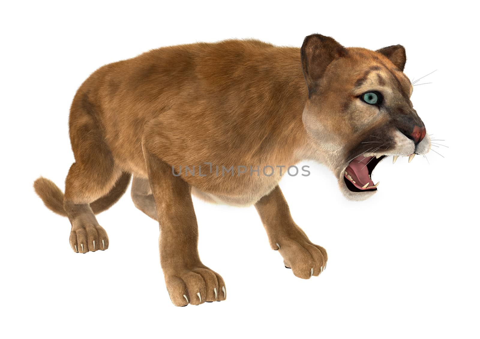 3D digital render of a big cat puma hunting isolated on white background