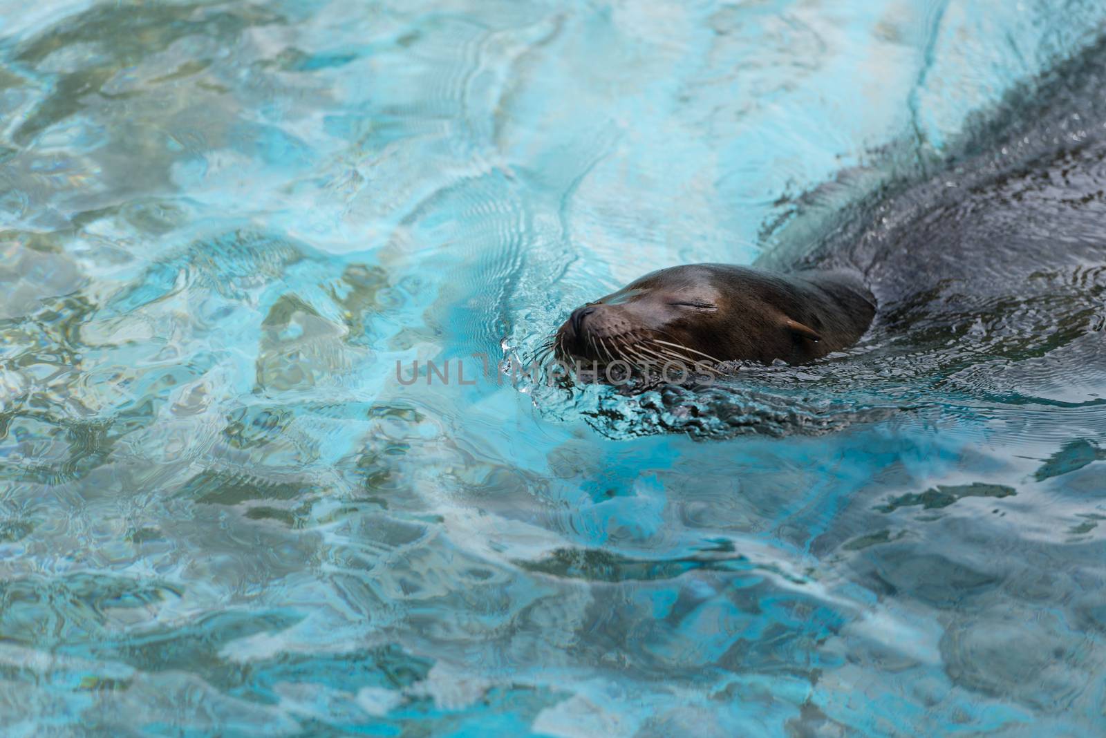 A seal swimming and poking his head out of the water.