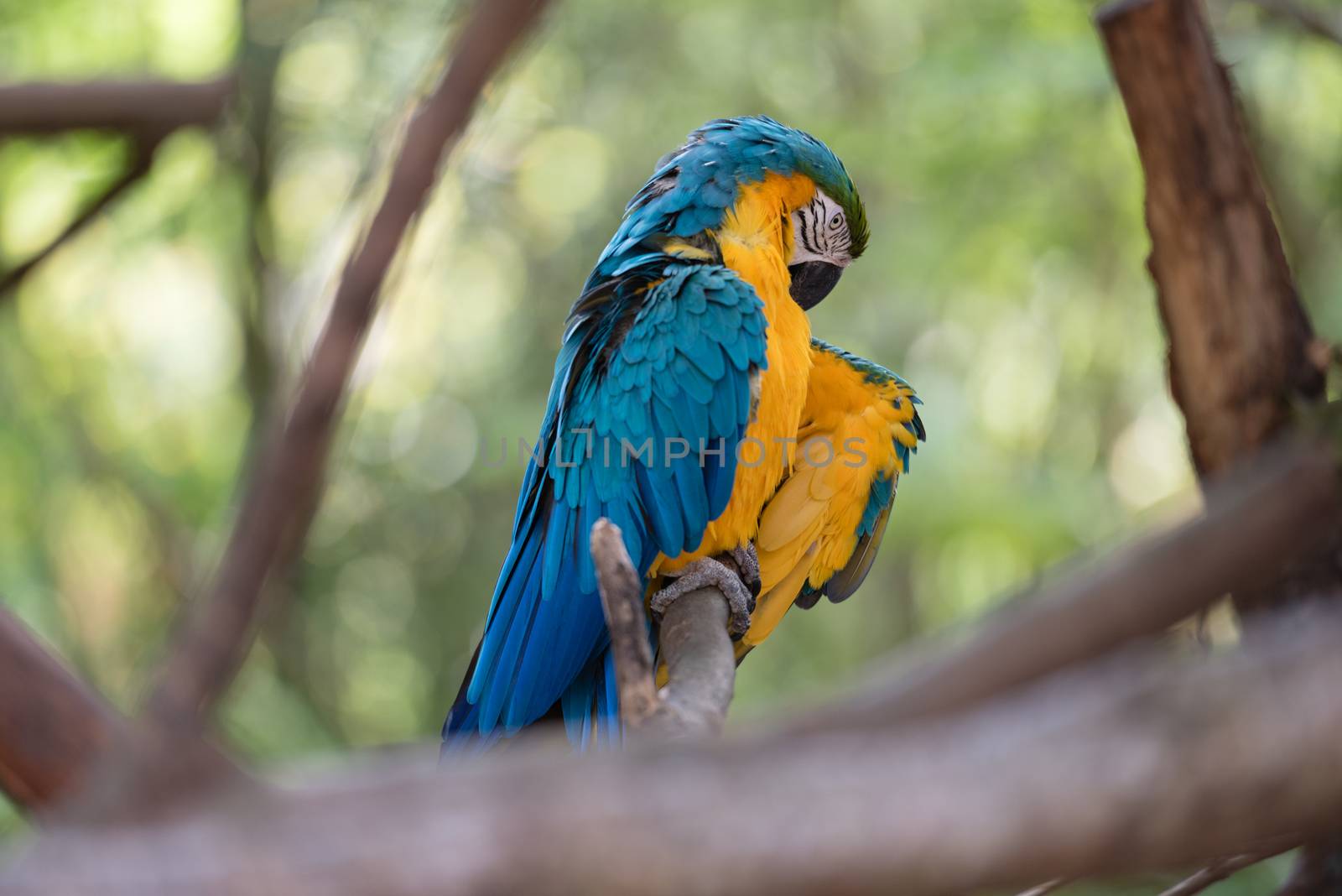 Colorful Macaw by justtscott