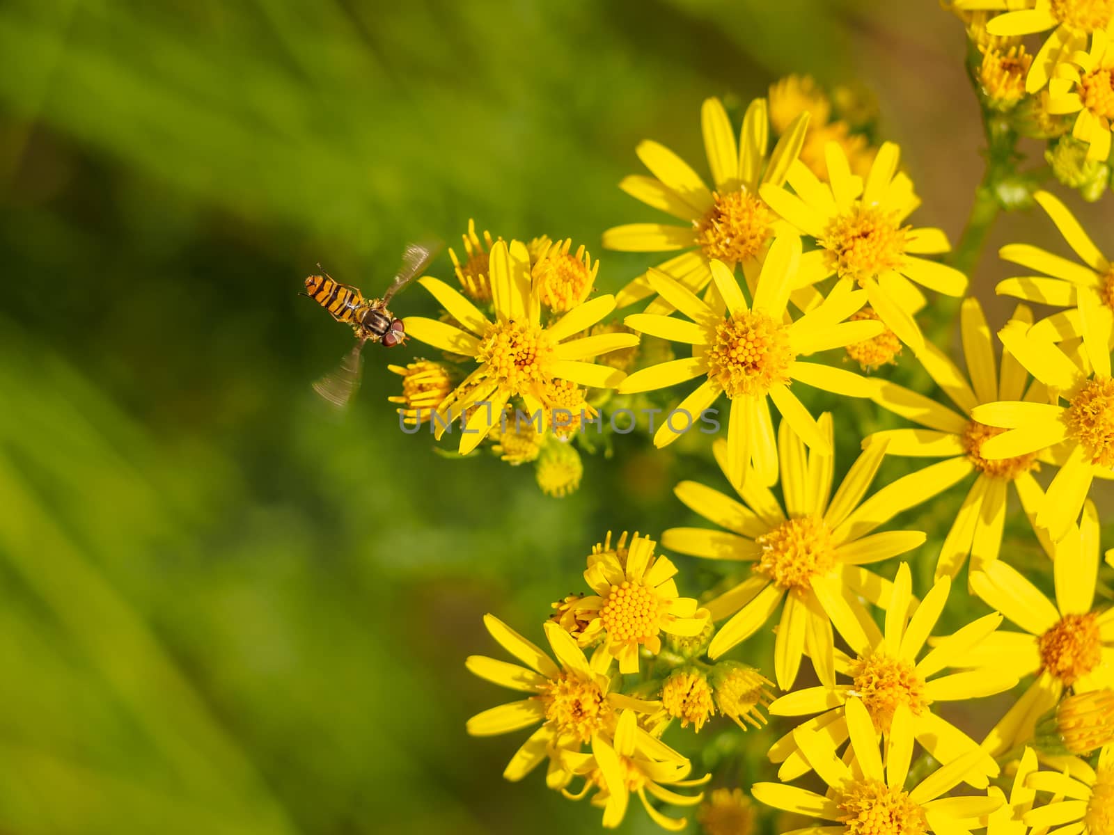 Hoverfly on a patch of wild yellow flowers by frankhoekzema