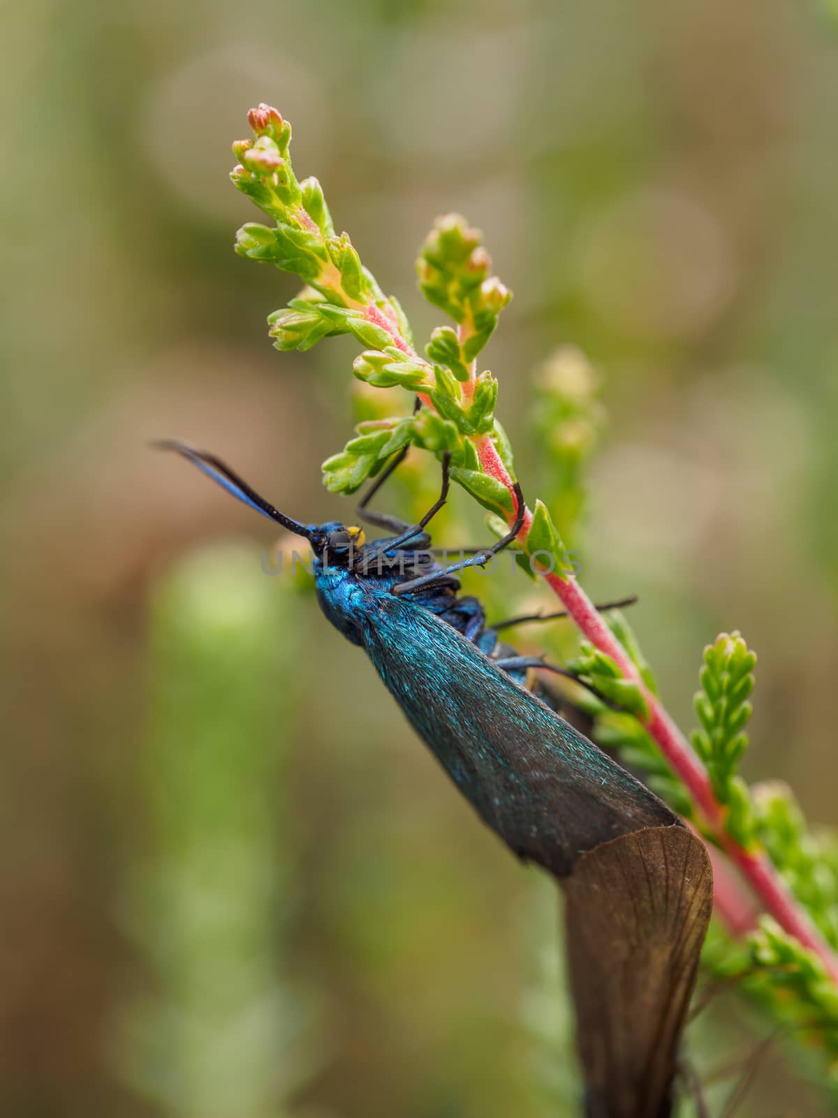 Blue insect with antennas by frankhoekzema