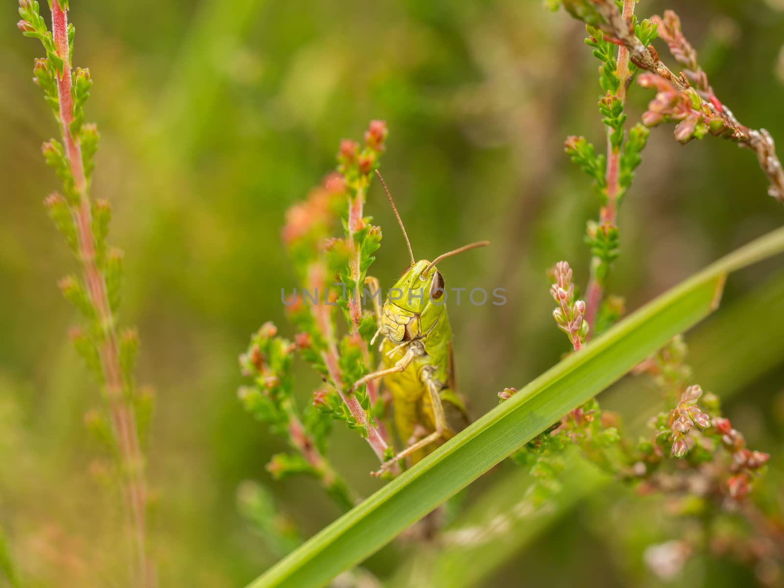Horizontal of green grasshopper on heather in bloom  by frankhoekzema