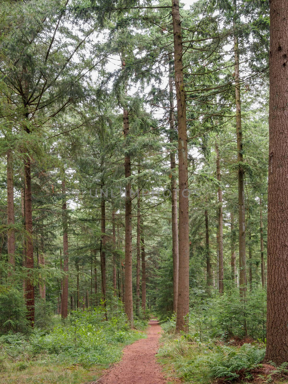 Brown pine straw path through Dutch forest by frankhoekzema