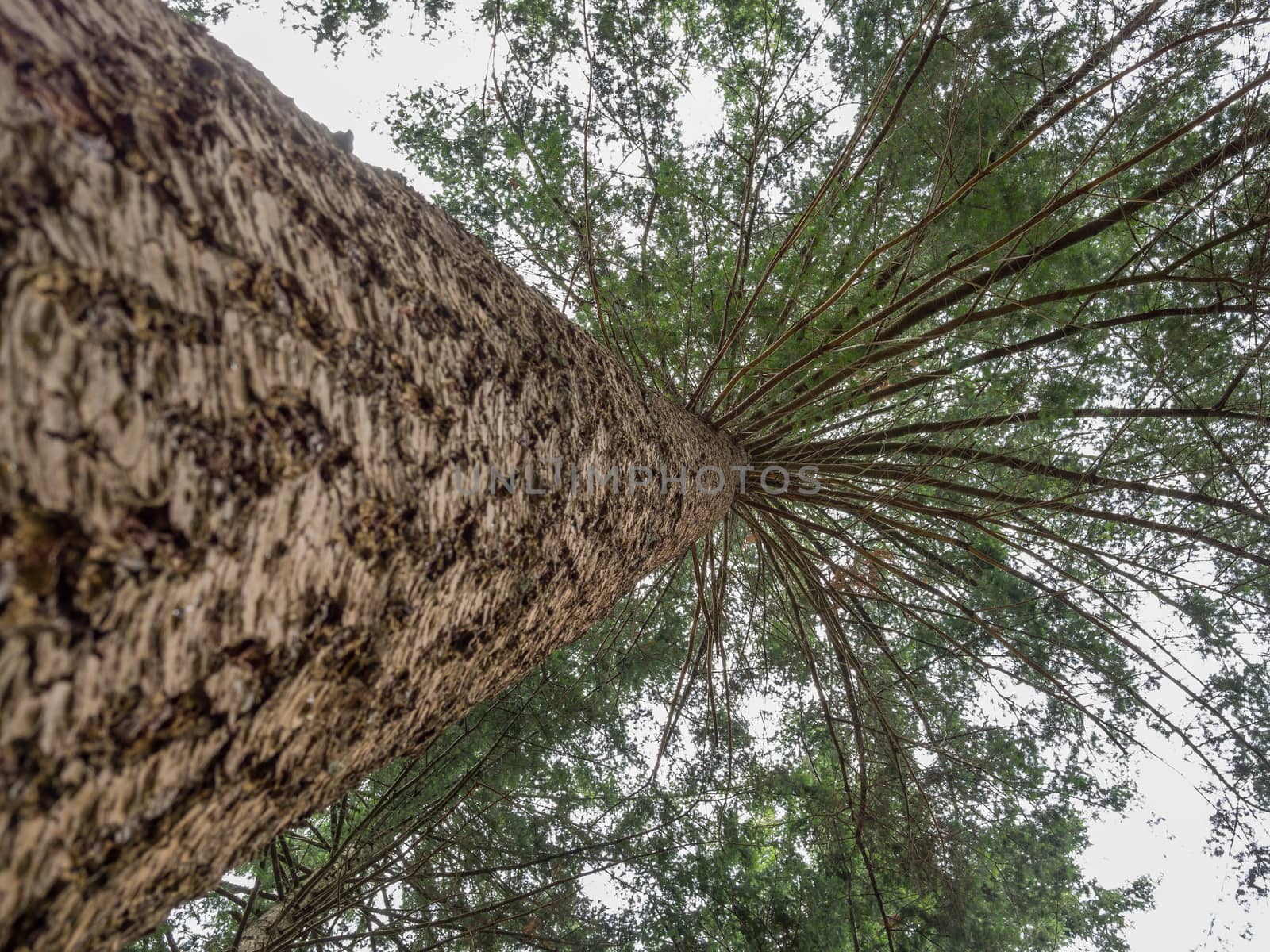 Looking up at the cloudy sky along the trunk of a large pine tree