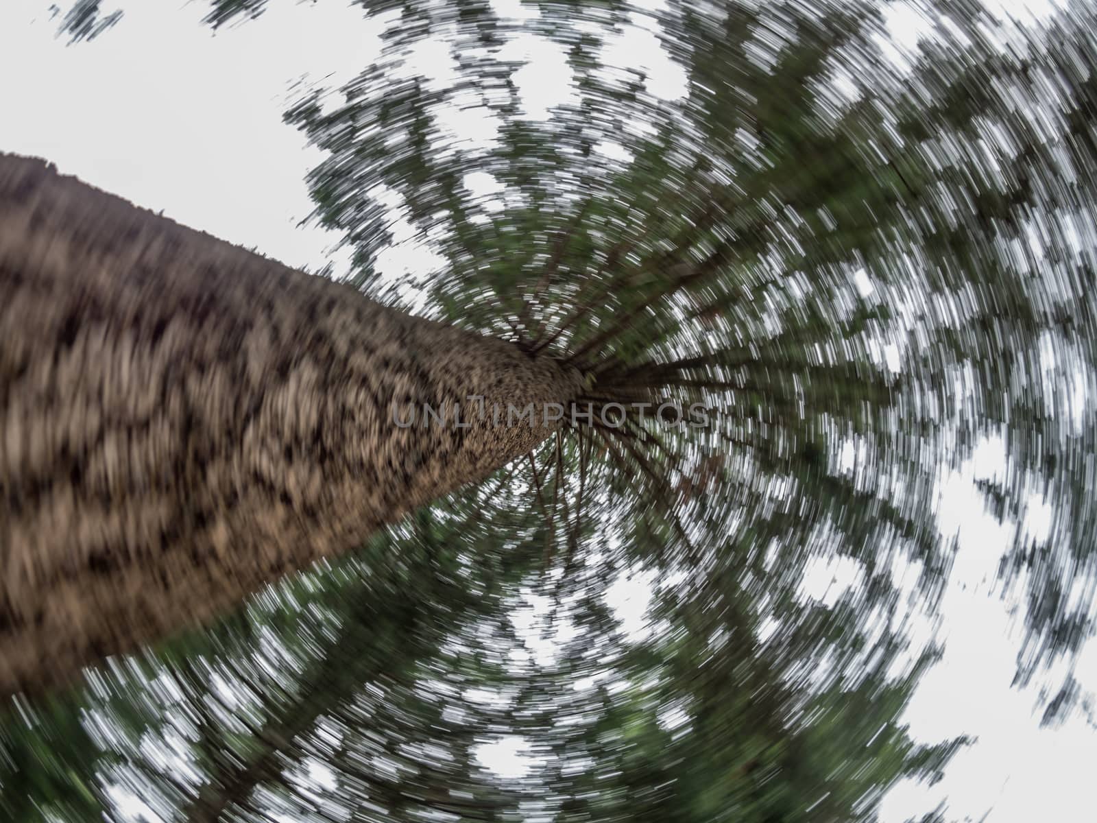 Creative spinning effect looking up the side of a large pine tree