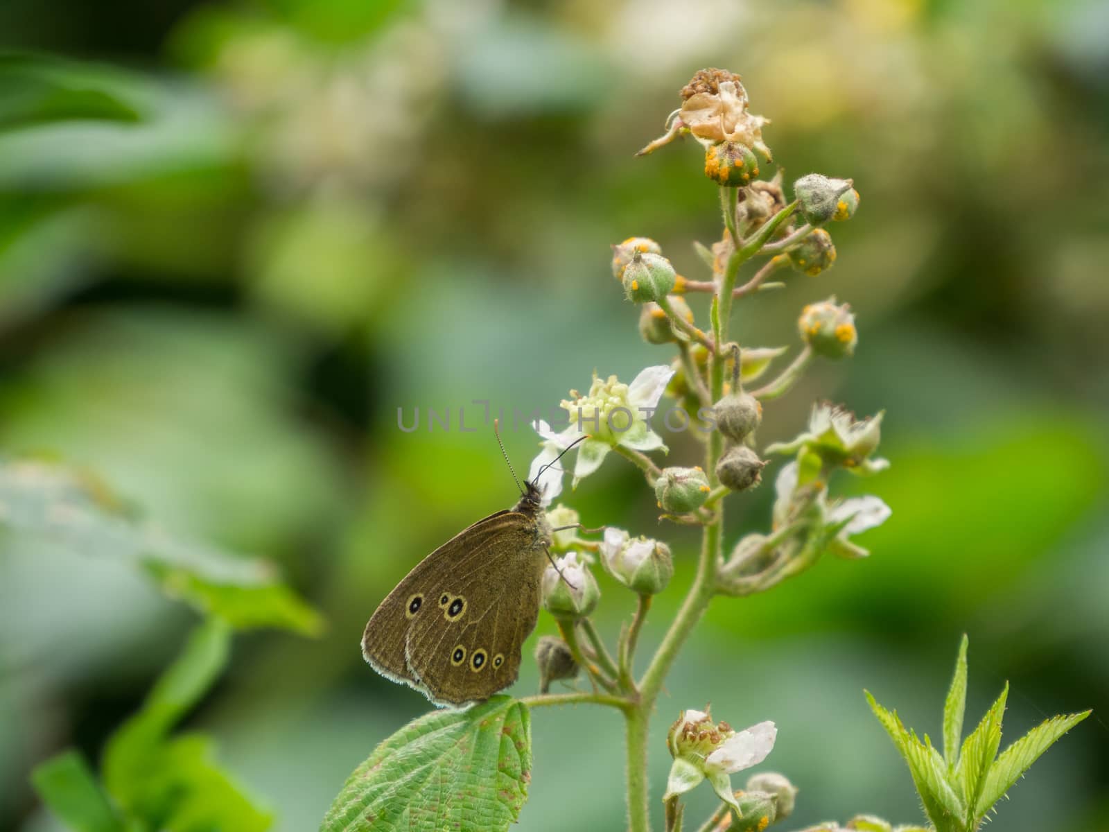 Brown wild butterfly with spot on side of a plant