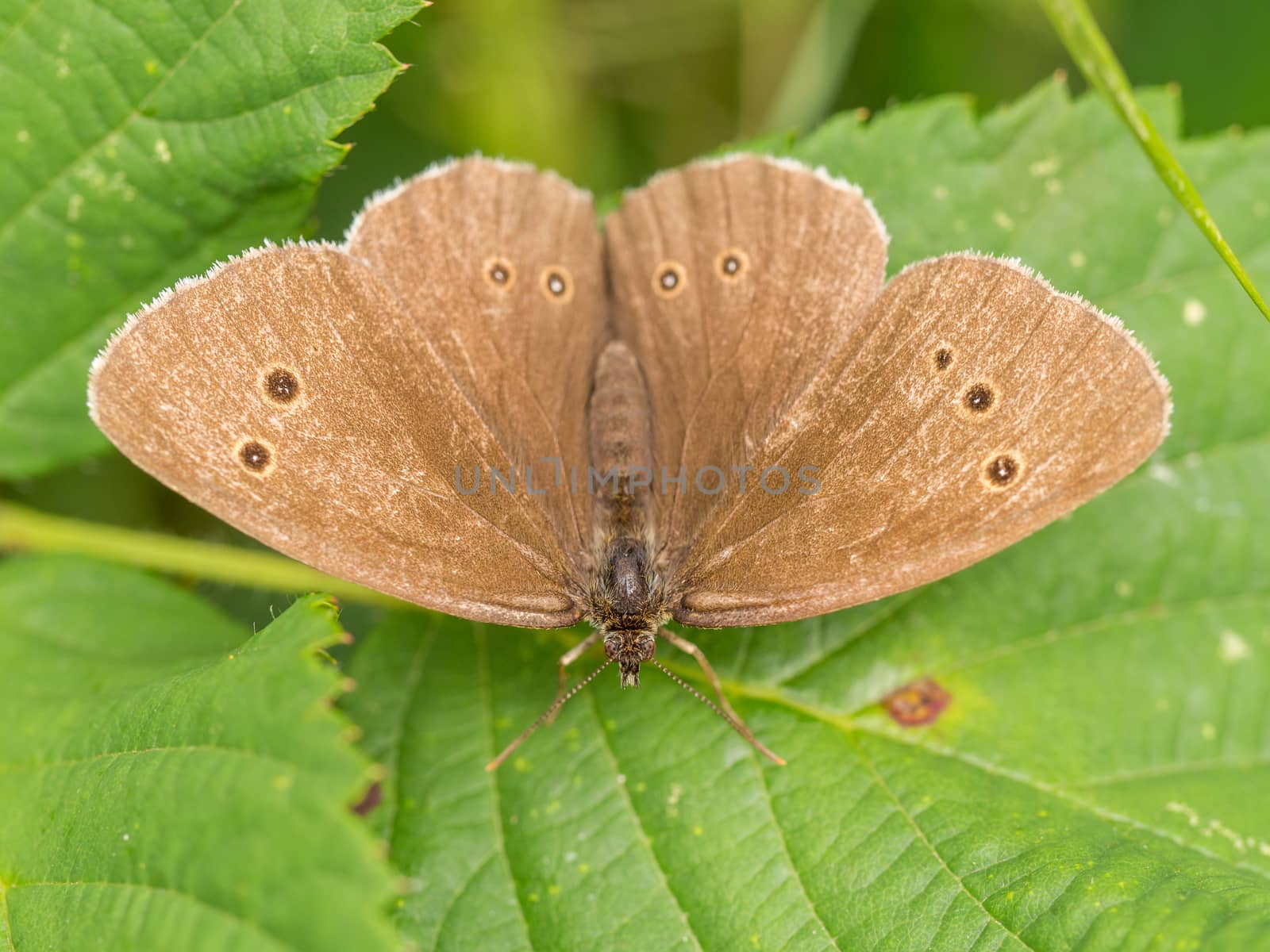Closeup portrait  view of a wild brown spotted butterfly resting on green leaves