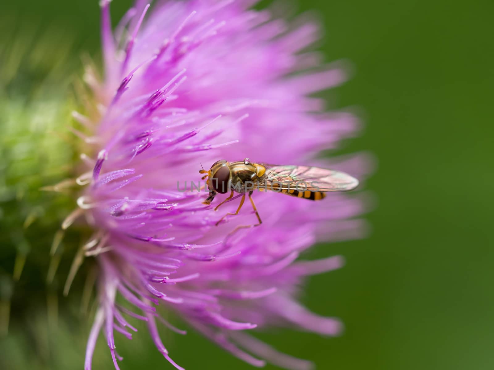 Extreme closeup of hoverfly on pink thistle by frankhoekzema