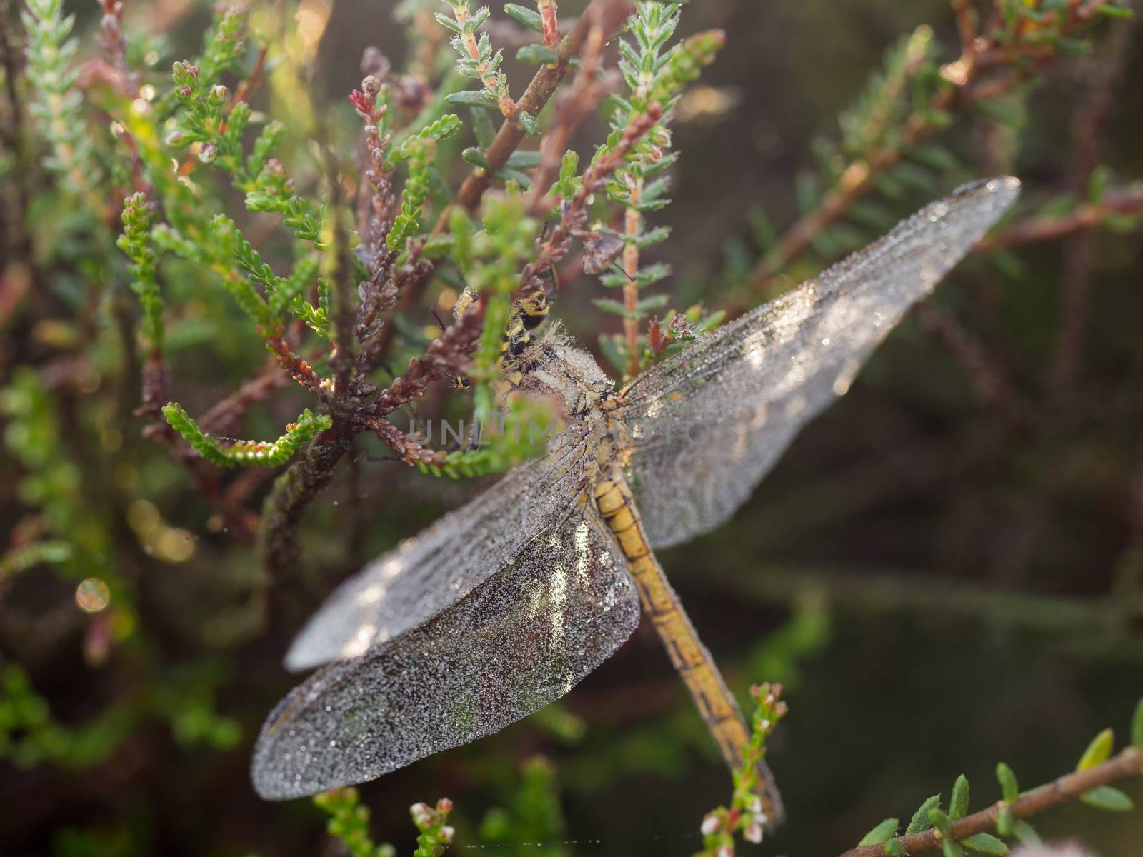Early morning dragonfly with dew covered wings