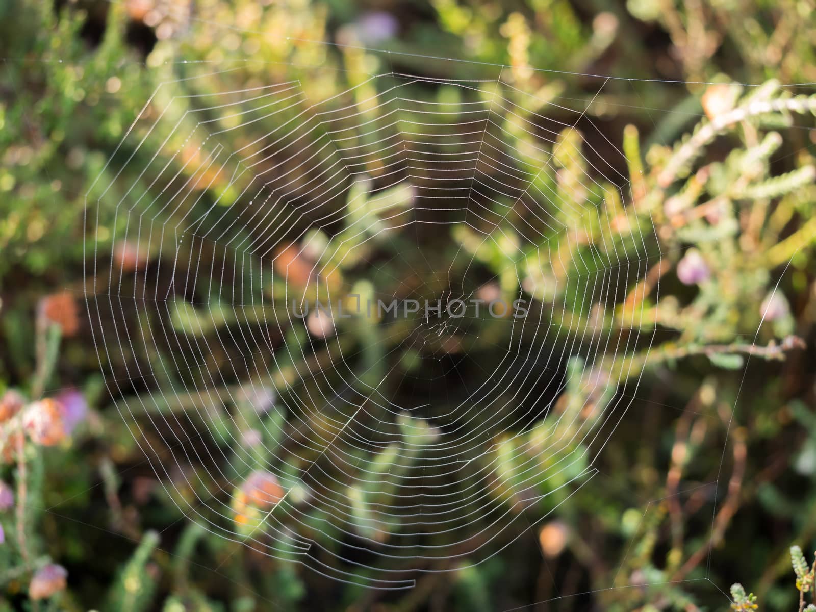 Closeup of spider web with heathland backdrop by frankhoekzema