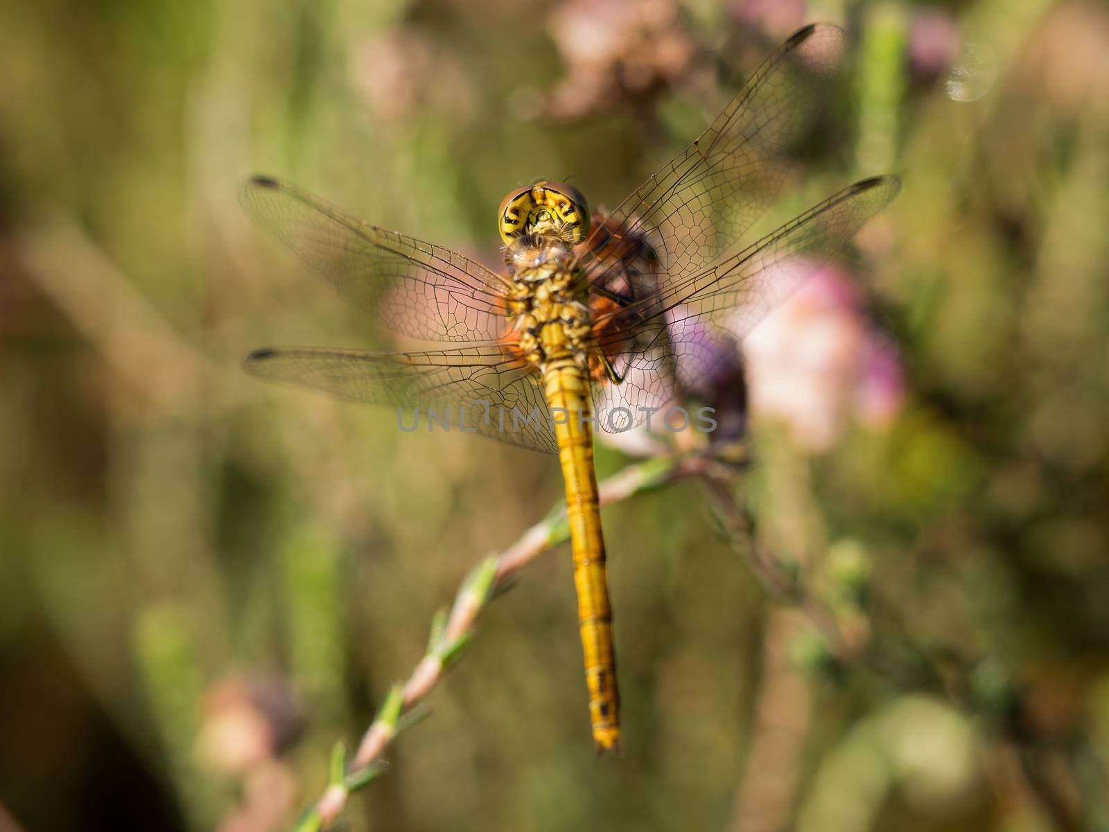 Closeup of a yellow dragonfly with water droplet isolated from background
