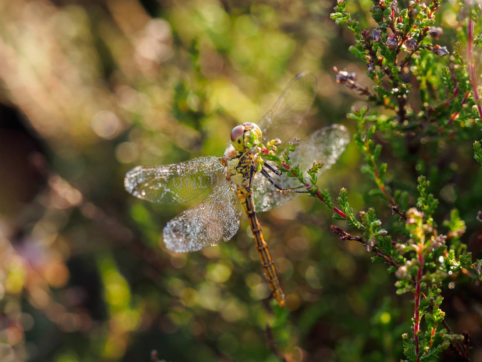 Early morning portrait of yellow dragonfly with dew on its wings
