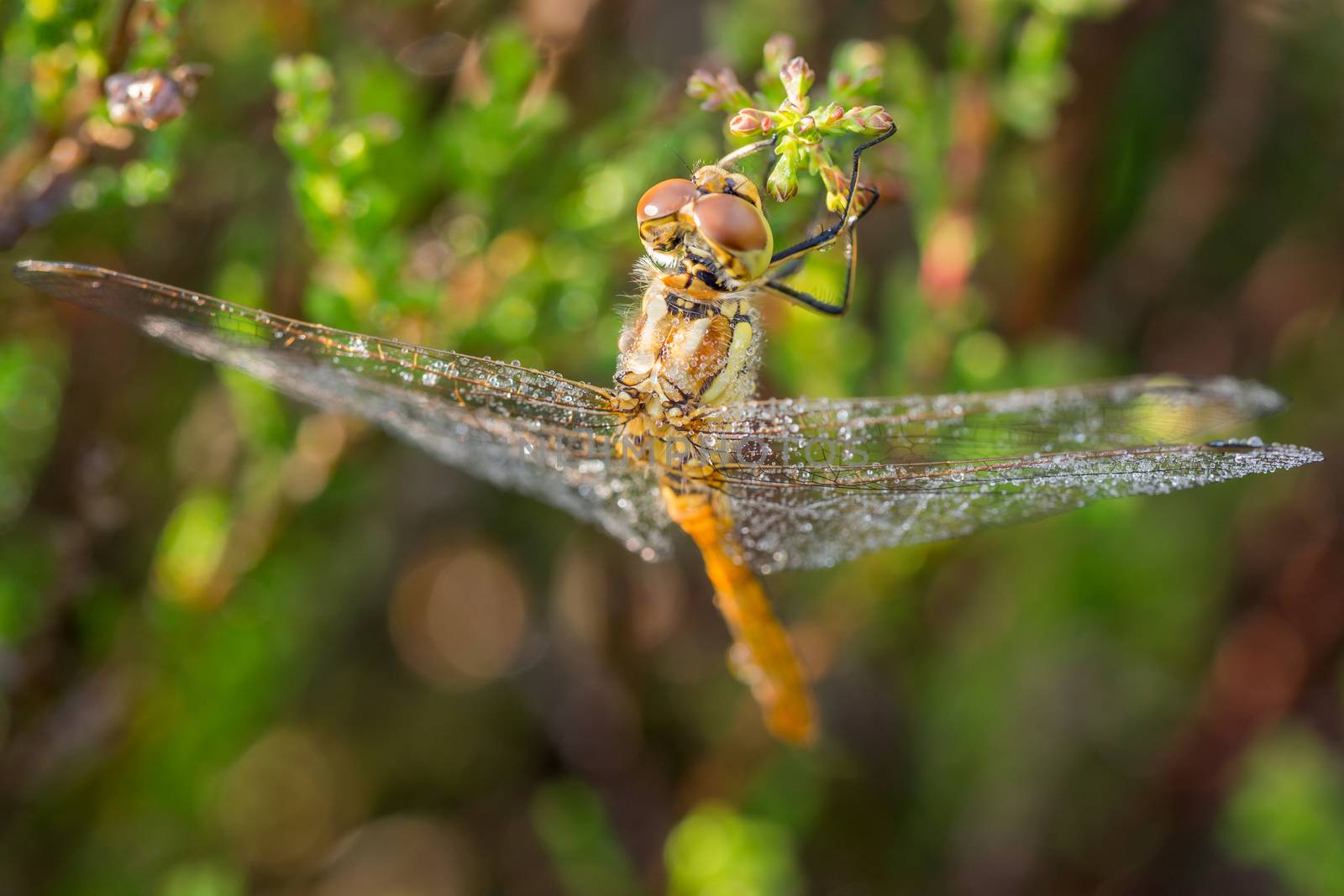 Looking down on a dragonfly covered in morning dew