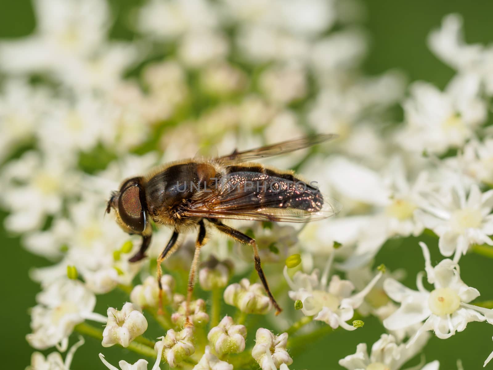 Extreme closeup of a fly on wild white flowers