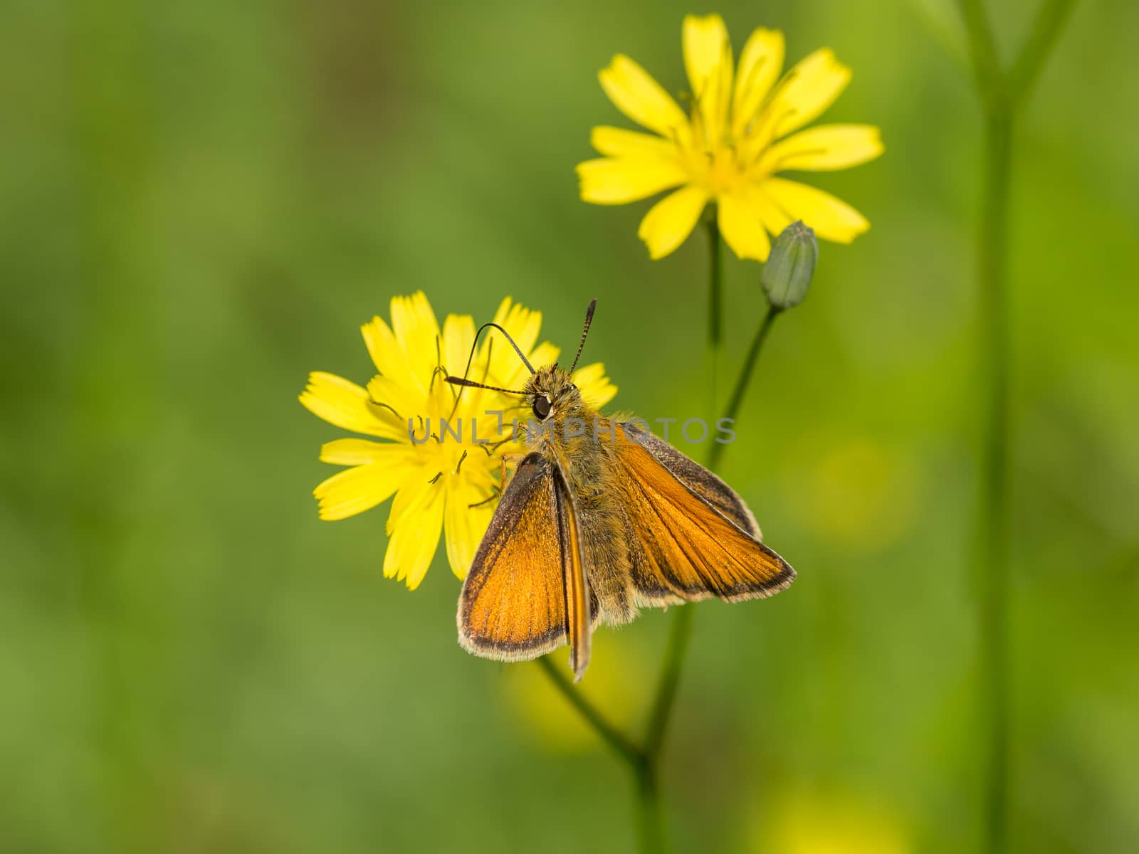 Wild orange moth on yellow flower by frankhoekzema